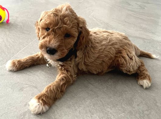 Malti̇poo Ci̇nsi̇ Yavrular Ev Üreti̇mi̇ görsel