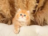 Altin Sarisi Bi̇blo Surat Bri̇ti̇sh Longhai̇r Golden Yavrum