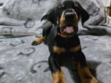 Tesli̇me Hazir European Doberman Yavrulari Izmir