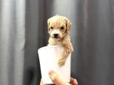 KG GARANTİLİ TEACUP MALTİPOO KÖPEKLER