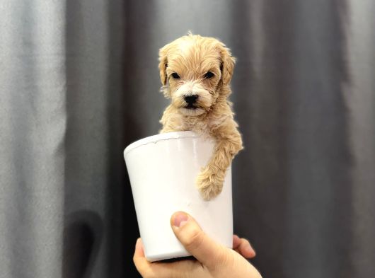 Kg Garanti̇li̇ Teacup Malti̇poo Köpekler görsel