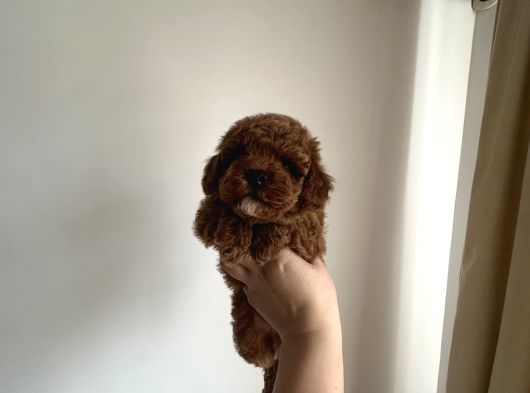Erkek Red Toy Poodle Yavrumuz görsel