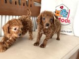 Petmode Köpek Çiftliğinden F1 Maltipoo Yavrularımız