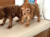 Petmode Köpek Çiftliğinden F1 Maltipoo Yavrularımız