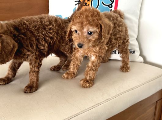 Petmode Köpek Çiftliğinden F1 Maltipoo Yavrularımız görsel