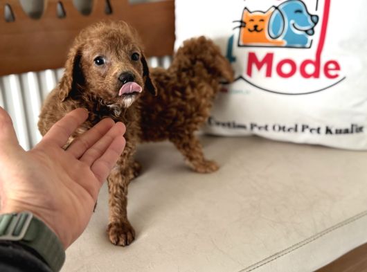 Petmode Köpek Çiftliğinden F1 Maltipoo Yavrularımız görsel