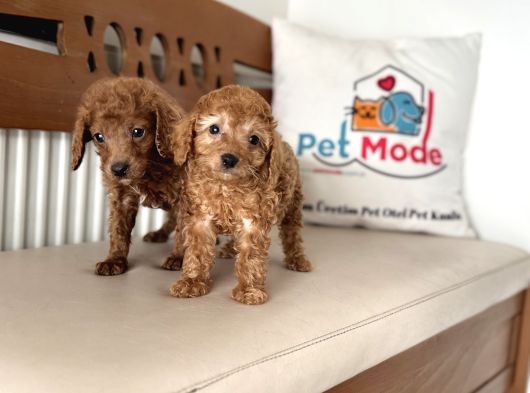 Petmode Köpek Çiftliğinden F1 Maltipoo Yavrularımız