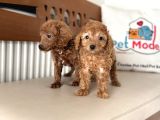 Petmode Köpek Çiftliğinden F1 Maltipoo Yavrularımız