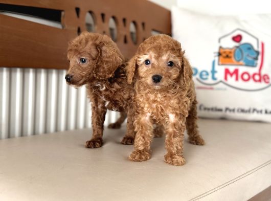 Petmode Köpek Çiftliğinden F1 Maltipoo Yavrularımız görsel