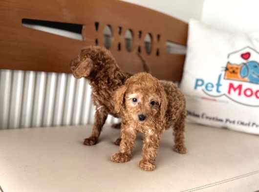 Petmode Köpek Çiftliğinden F1 Maltipoo Yavrularımız görsel