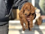 Petmode Köpek Çiftliğinden F1 Maltipoo Yavrularımız