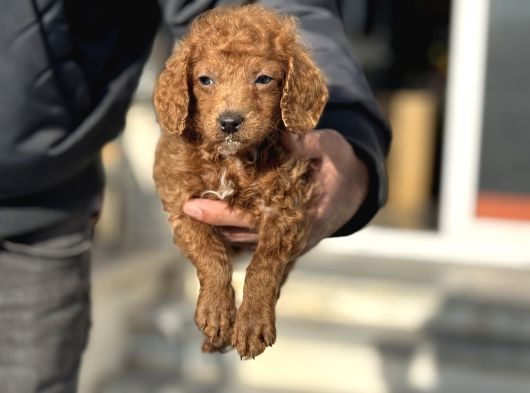 Petmode Köpek Çiftliğinden F1 Maltipoo Yavrularımız görsel