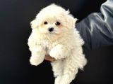 Petmode Köpek Çiftliğinden Kore Kan Maltese Yavrularımız