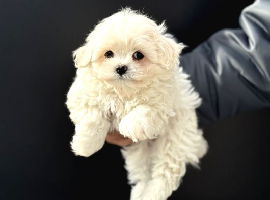 Petmode Köpek Çiftliğinden Kore Kan Maltese Yavrularımız görsel