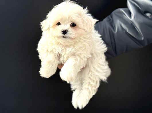 Petmode Köpek Çiftliğinden Kore Kan Maltese Yavrularımız