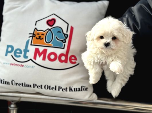 Petmode Köpek Çiftliğinden Kore Kan Maltese Yavrularımız görsel