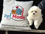 Petmode Köpek Çiftliğinden Kore Kan Maltese Yavrularımız