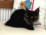 Ankaranın En Seçkin Black Smoke Maine Coon Yavruları