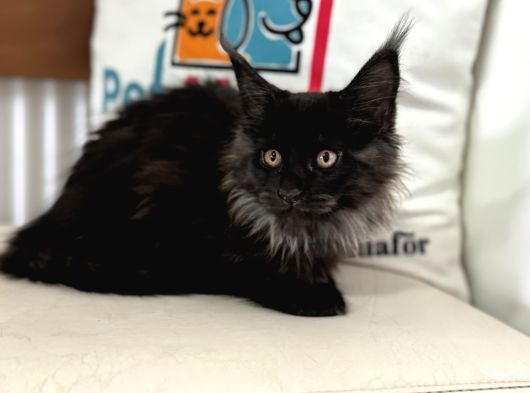 Ankaranın En Seçkin Black Smoke Maine Coon Yavruları görsel