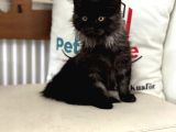 Ankaranın En Seçkin Black Smoke Maine Coon Yavruları