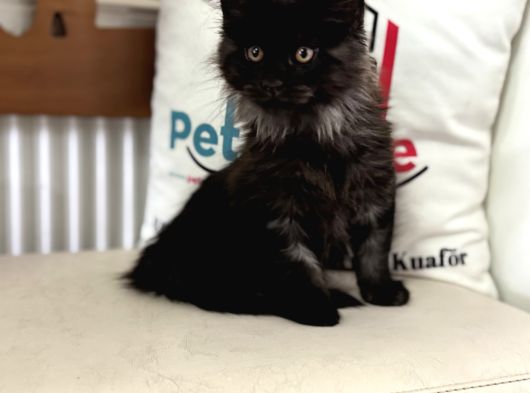 Ankaranın En Seçkin Black Smoke Maine Coon Yavruları görsel