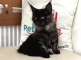 Ankaranın En Seçkin Black Smoke Maine Coon Yavruları