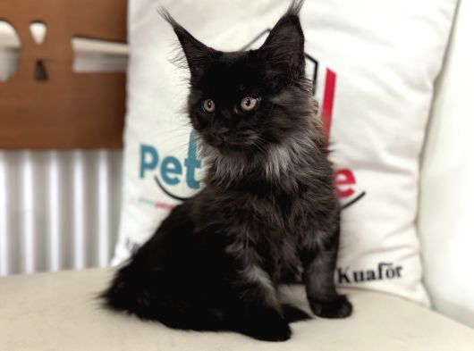 Ankaranın En Seçkin Black Smoke Maine Coon Yavruları görsel