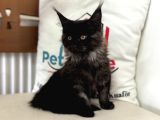 Ankaranın En Seçkin Black Smoke Maine Coon Yavruları