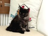 Ankaranın En Seçkin Black Smoke Maine Coon Yavruları