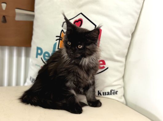 Ankaranın En Seçkin Black Smoke Maine Coon Yavruları görsel
