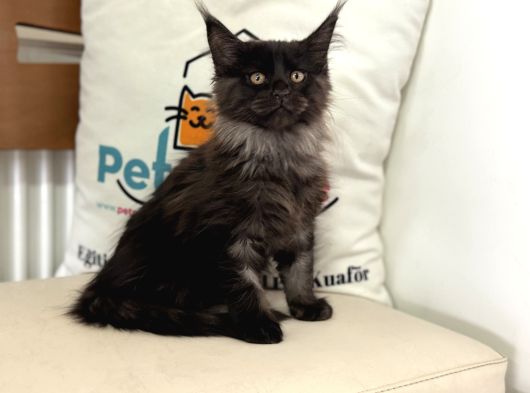 Ankaranın En Seçkin Black Smoke Maine Coon Yavruları