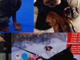 Tesli̇me Hazir European Doberman Yavrulari Izmir