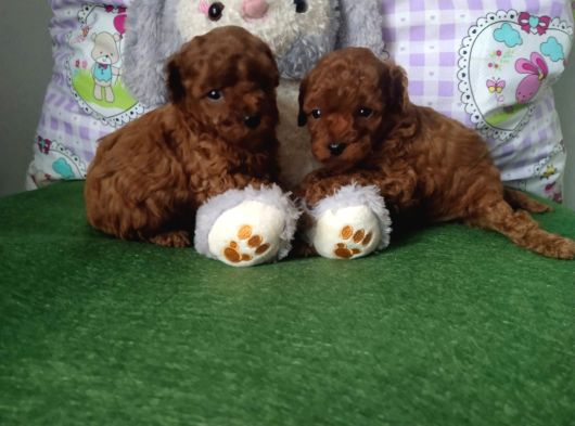 Toy Poodle Yavrular Irk Sağlık Garantili görsel