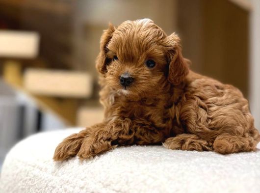 Toy Poodle Sevi̇mli̇ Yavrular Ev Üreti̇mi̇ görsel