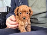 Red Toy Poodle Sevi̇mli̇ Yavrular
