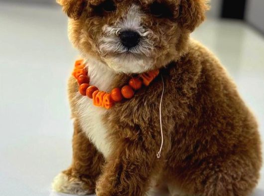 Malti̇poo Ci̇nsi̇ Yavrular Ev Üreti̇mi̇