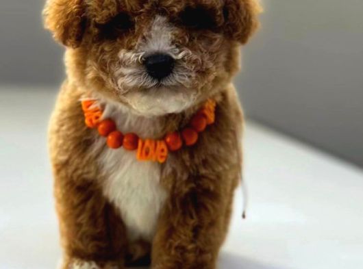 Malti̇poo Ci̇nsi̇ Yavrular Ev Üreti̇mi̇ görsel