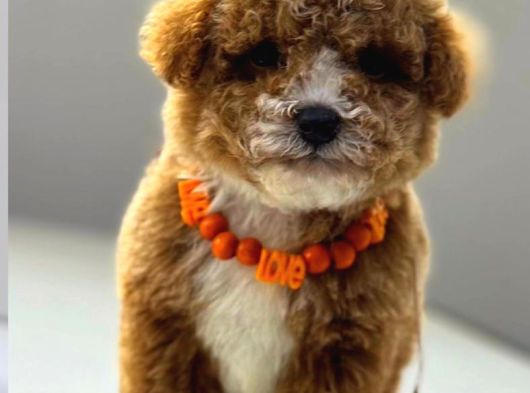 Malti̇poo Ci̇nsi̇ Yavrular Ev Üreti̇mi̇ görsel