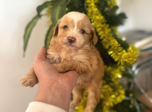 Malti̇poo Ci̇nsi̇ Yavrular Ev Üreti̇mi̇