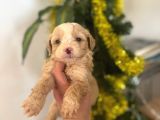 Malti̇poo Ci̇nsi̇ Yavrular Ev Üreti̇mi̇