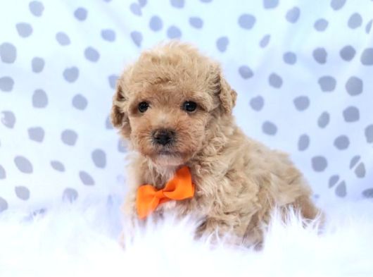 Malti̇poo Ci̇nsi̇ Yavrular Ev Üreti̇mi̇