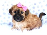Malti̇poo Ci̇nsi̇ Yavrular Ev Üreti̇mi̇