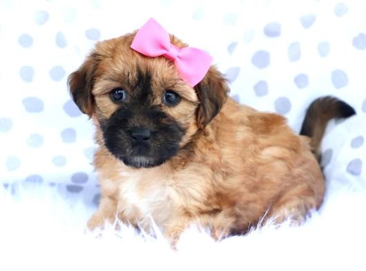 Malti̇poo Ci̇nsi̇ Yavrular Ev Üreti̇mi̇ görsel
