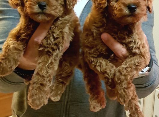 Garanti̇li̇ Toptan Rakamlara Toy Poodle Yavrular görsel