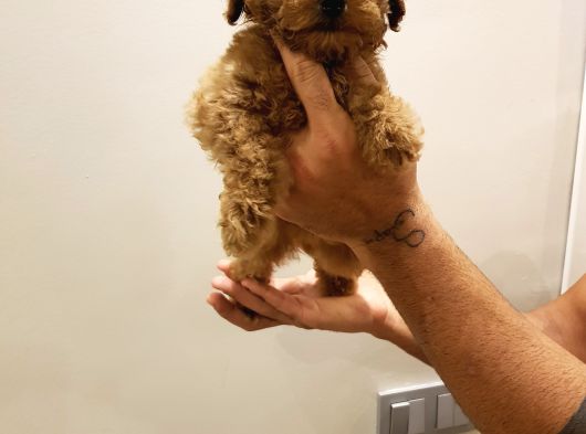 Garanti̇li̇ Toptan Rakamlara Toy Poodle Yavrular görsel