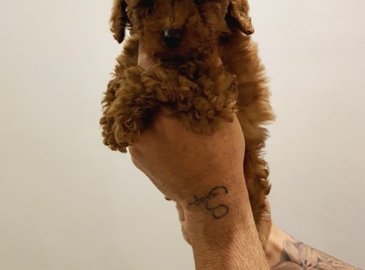 Garanti̇li̇ Toptan Rakamlara Toy Poodle Yavrular görsel