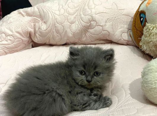 Safkan Gri Long Yavrumuz Yeni Sahibini Arıyor görsel