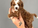 Red Toy Poodle Sevi̇mli̇ Yavrular