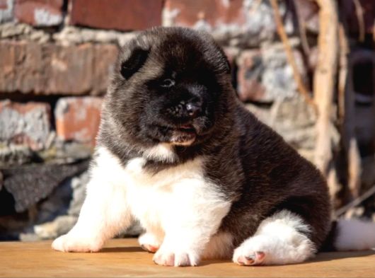 Amerikan Akita Inu Yavrular görsel