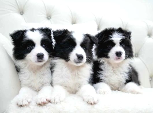 Border collie mükemmel yavrularımız